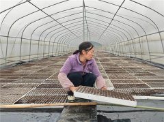 <strong>为烟叶种植</strong>